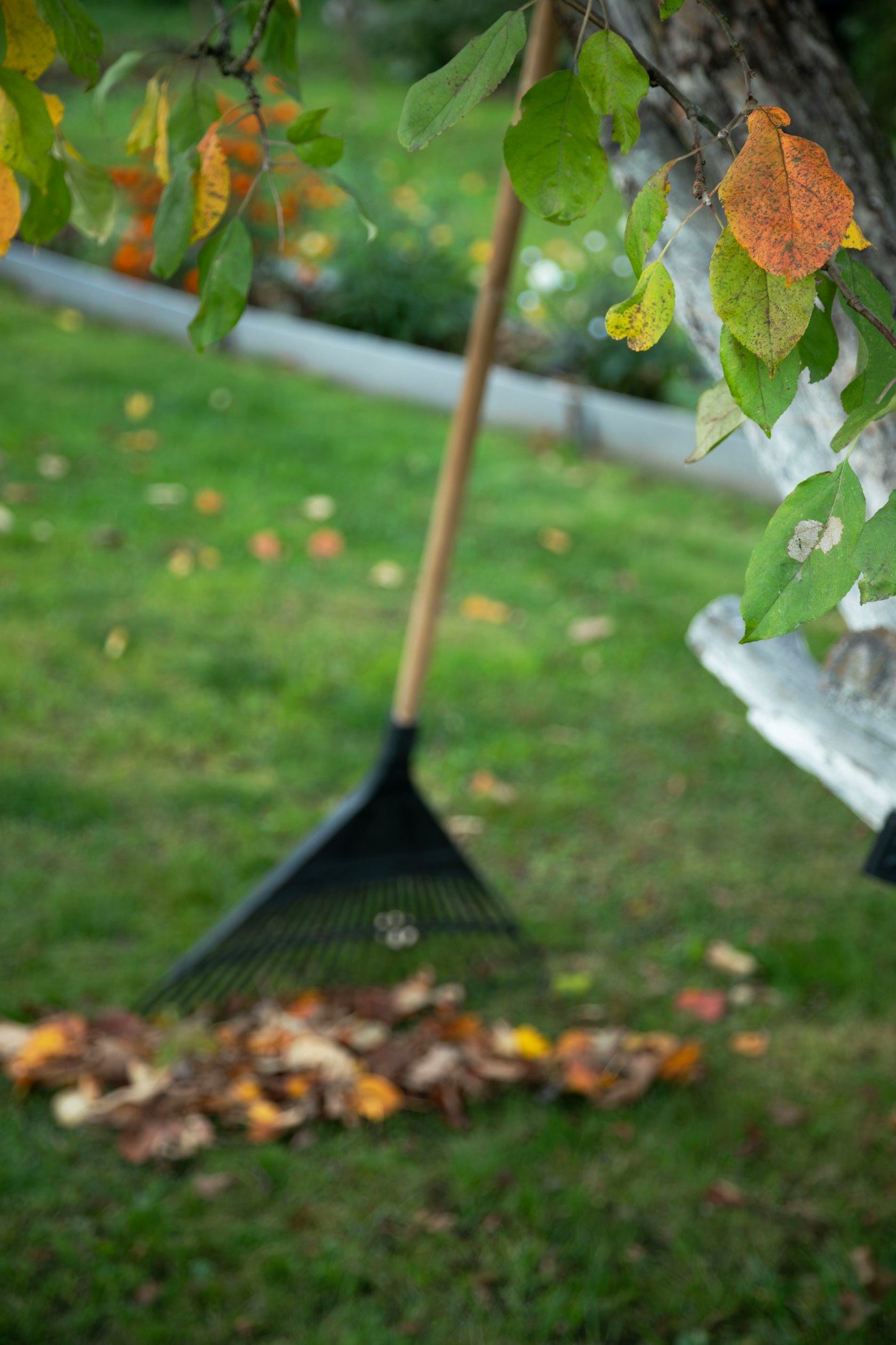 Fall leaf removal with a rake on a front lawn